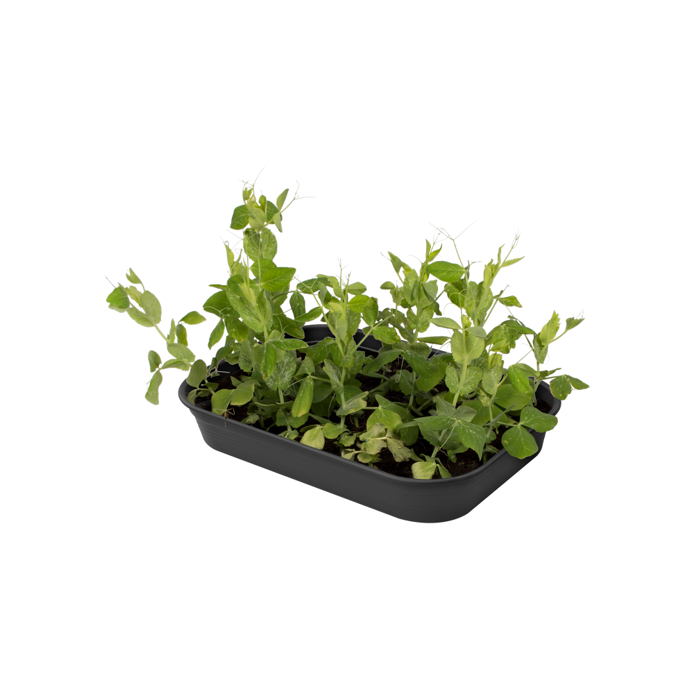 Green Basics Kweektray M