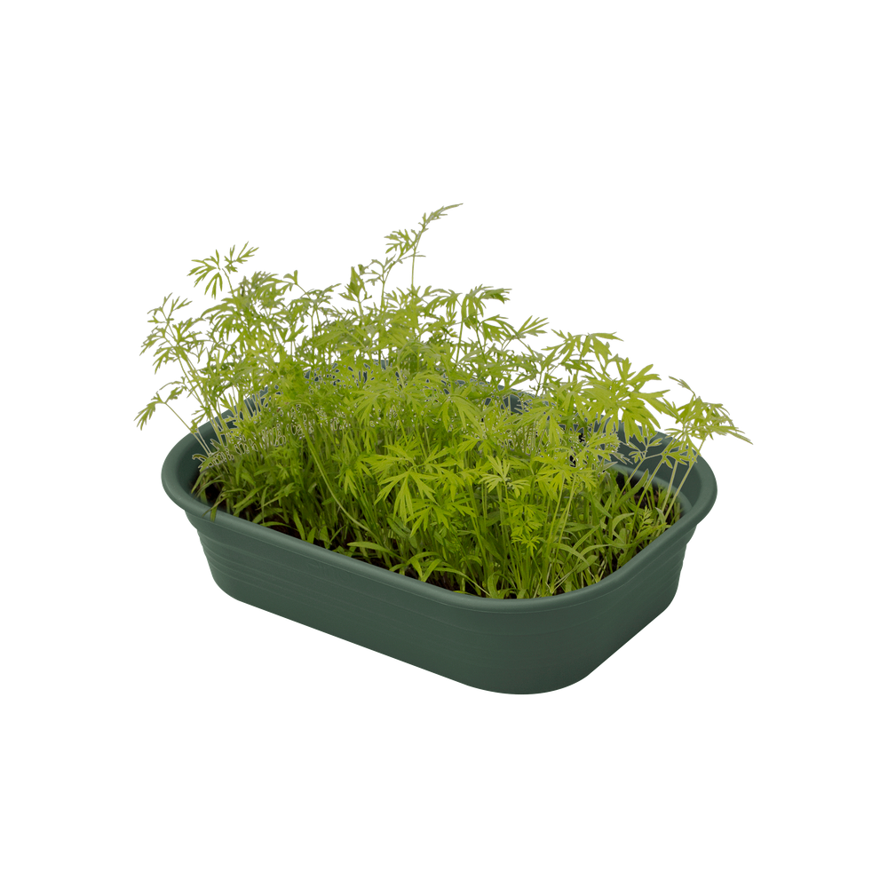 Green Basics Kweektray S