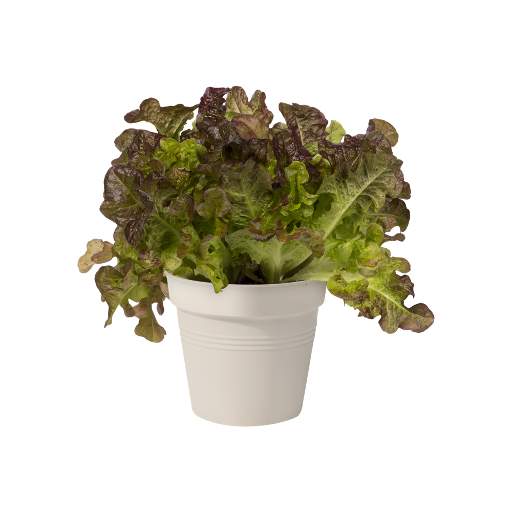 Green Basics Kweekpot 11