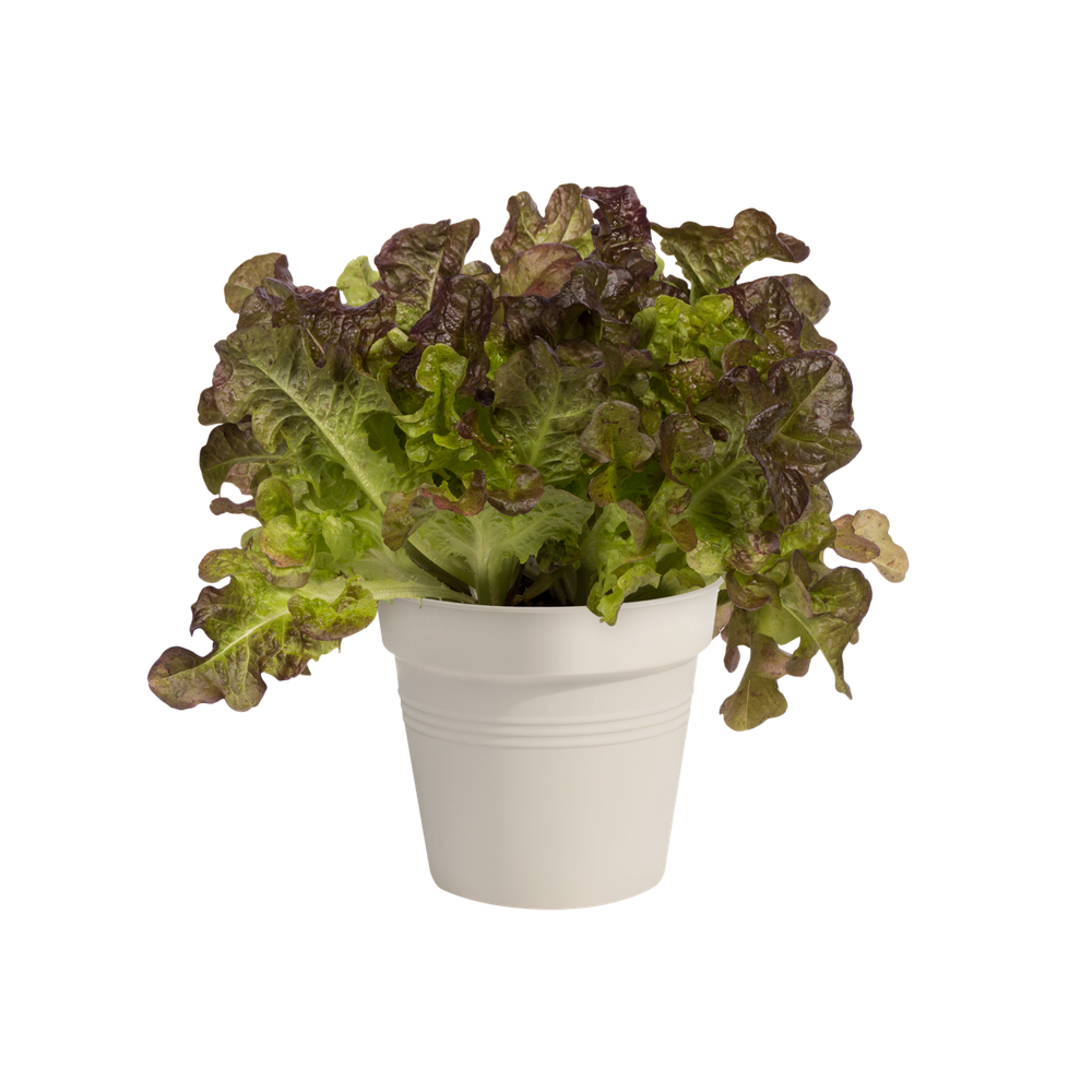 Green Basics Kweekpot 13