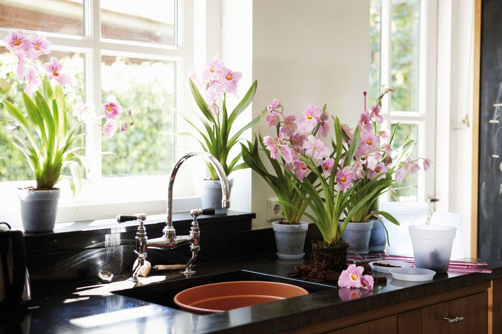 Green Basics Orchidee Schotel 10
