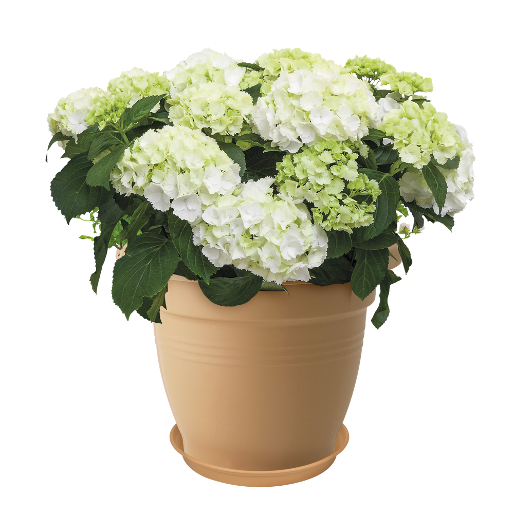 Green Basics Schotel 53