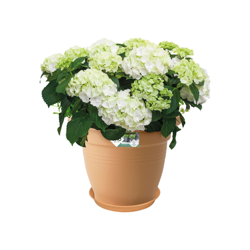 Green Basics Schotel 53