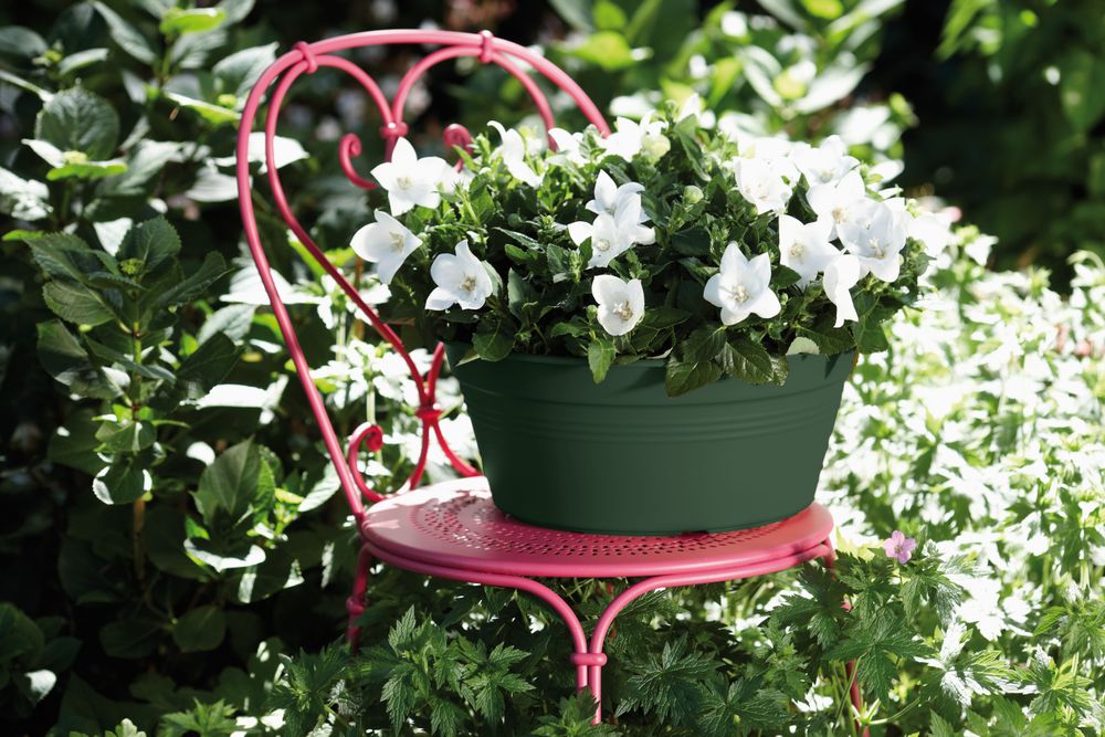 Green Basics Schaal 33