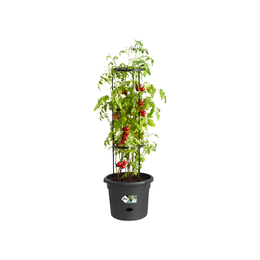 Green Basics Tomaten Pot 33