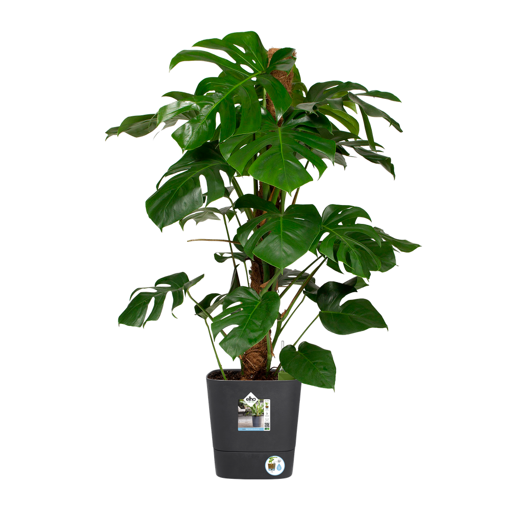 Greensense Aqua Care Vierkant 30