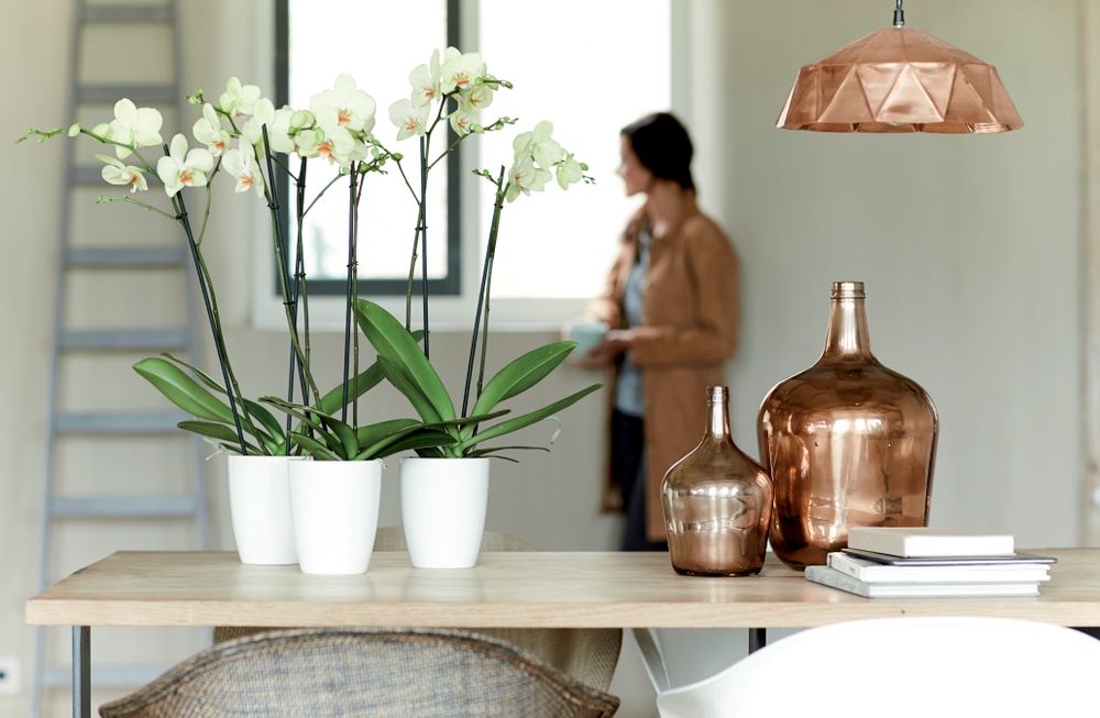 Brussels Diamond Orchidee Hoog 10,5