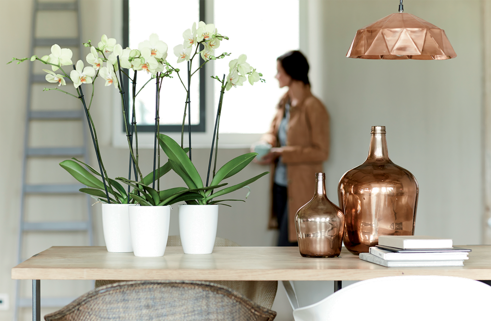Brussels Diamond Orchidee Hoog 10,5