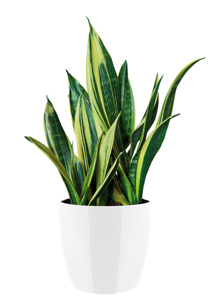 Brussels Diamond Rond 14