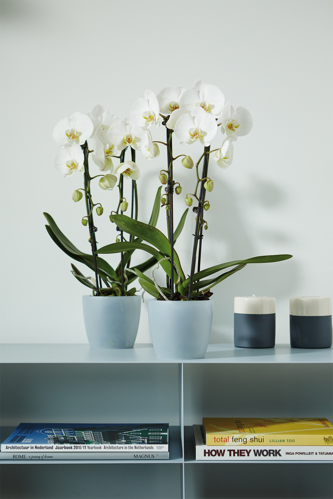Brussels Orchidee 16