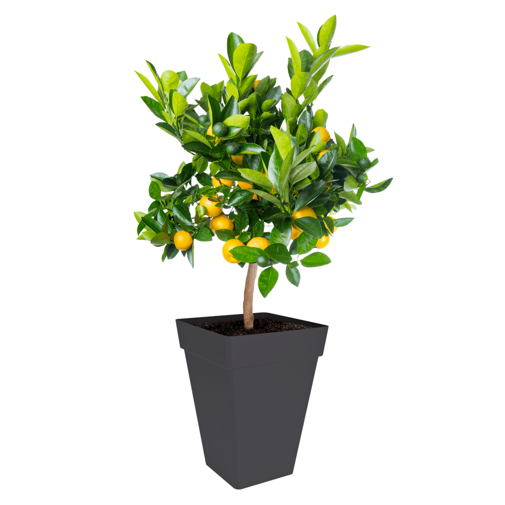 Loft Urban Vierkant Hoog 37