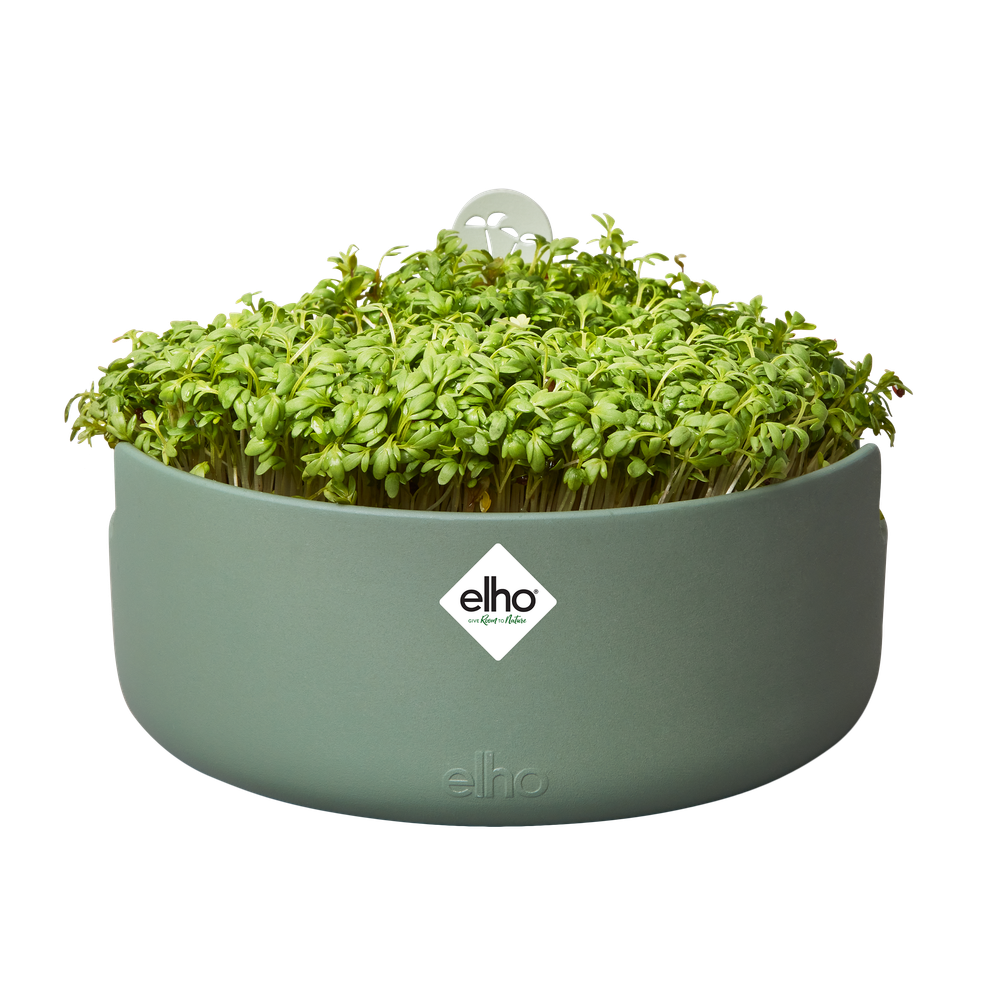 Magic Microgreens