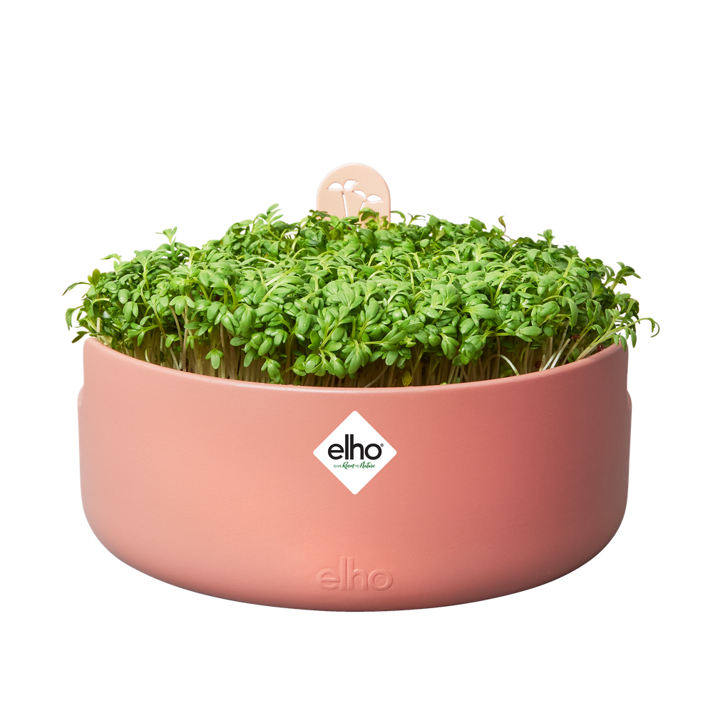 Magic Microgreens