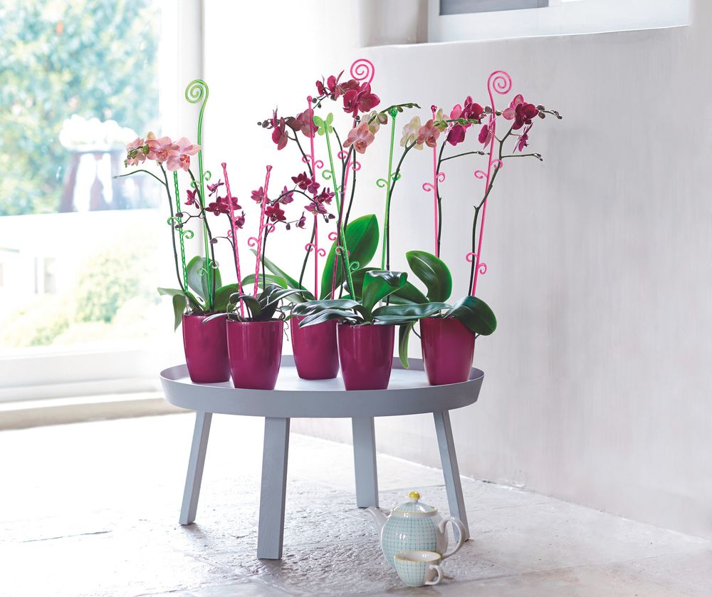 Orchideco Vlinder 53