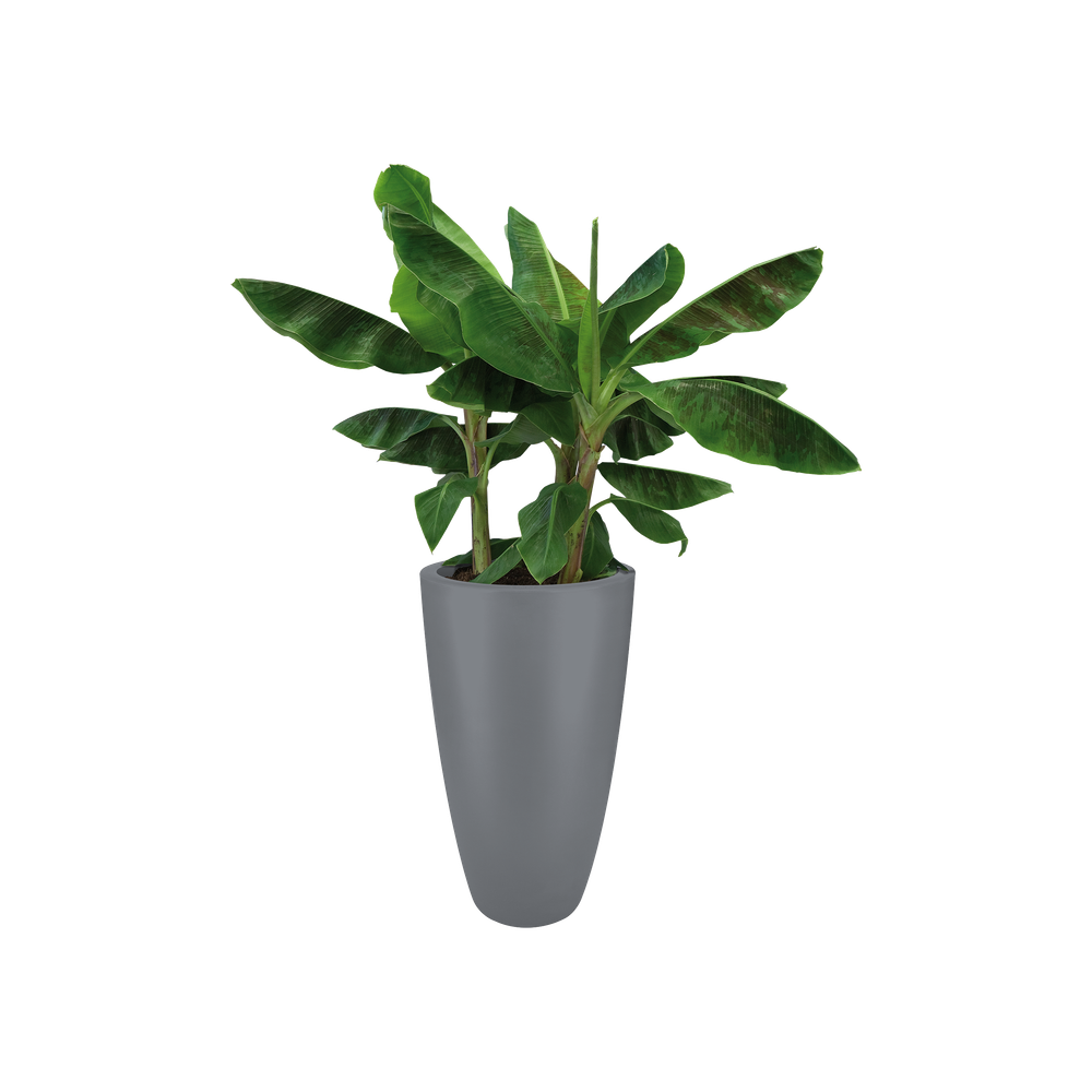 Pure Soft Round High 40