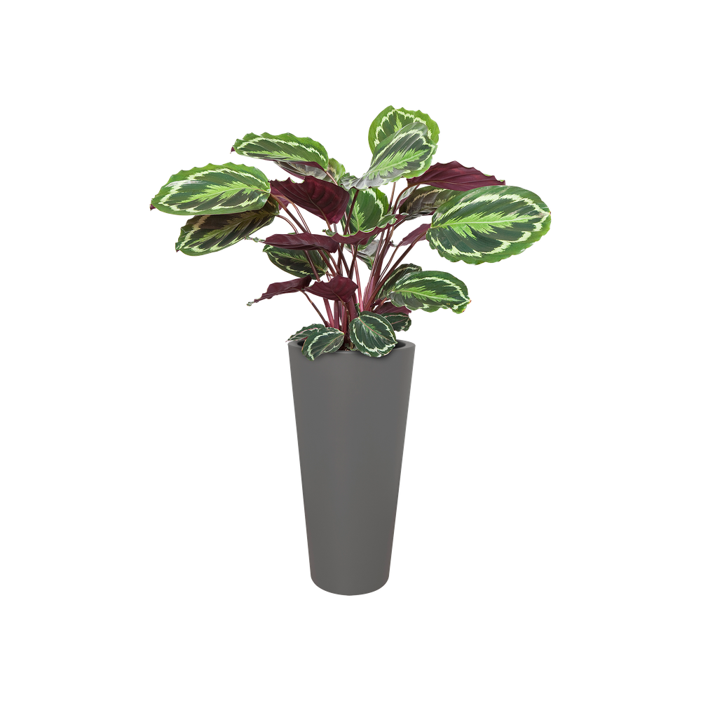 Pure Straight Round High 50