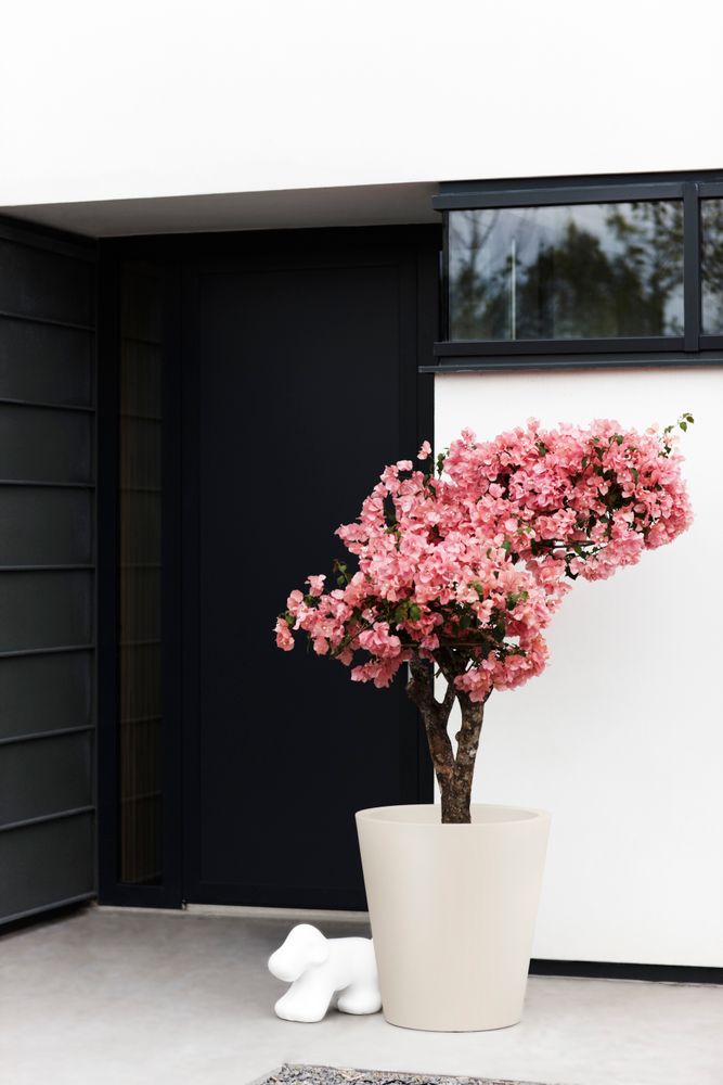 Pure Straight Round 50