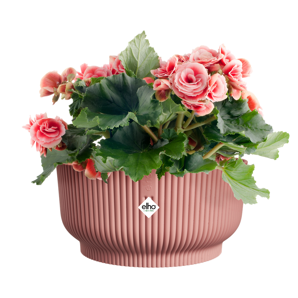Vibes Fold Bowl 25