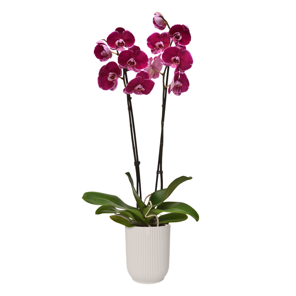Vibes Fold Orchidee Hoog 12,5
