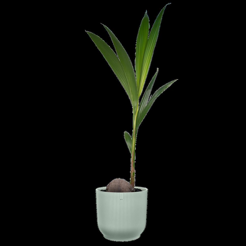 Vibes Fold Rond 25