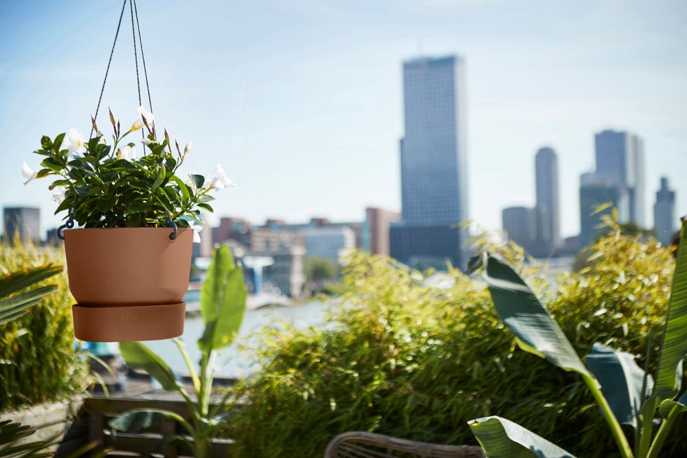 Greenville Hanging Basket 24