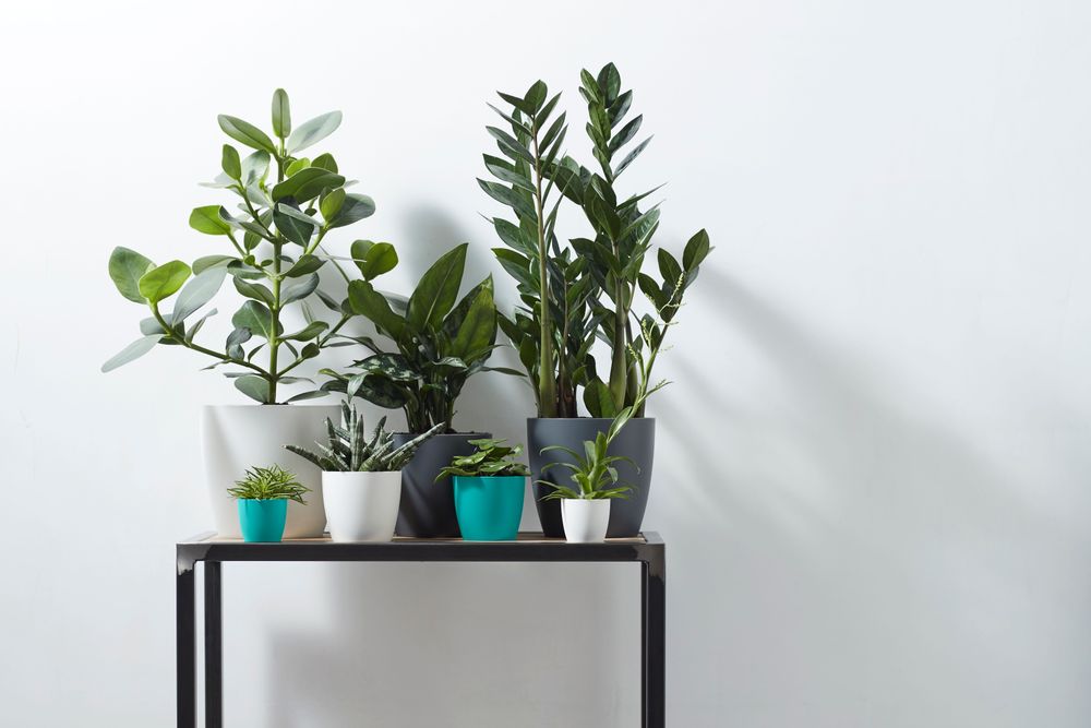 Brussels Rond Mini 7