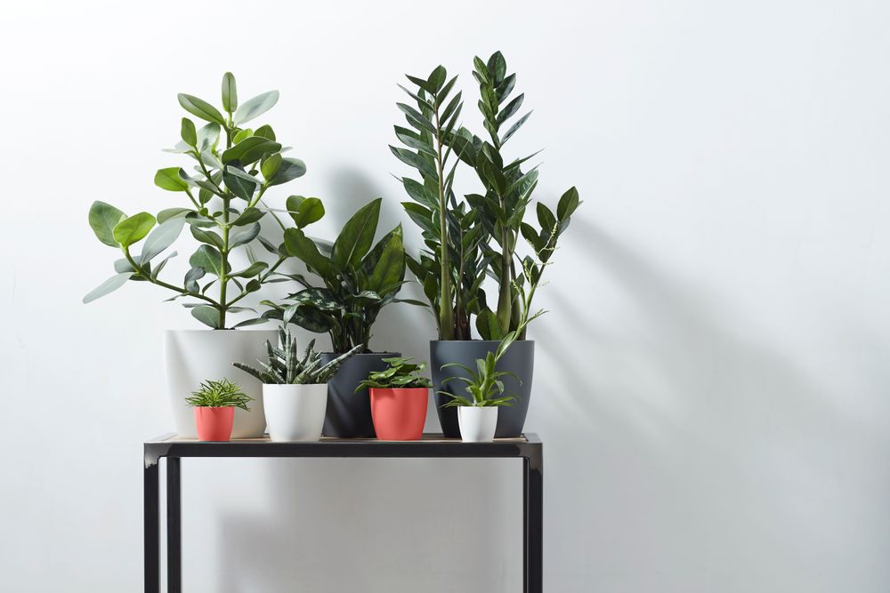 Brussels Rond Mini 7