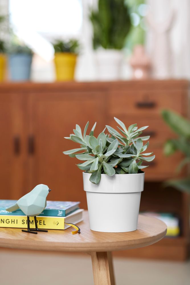 B.for Original Rond 22