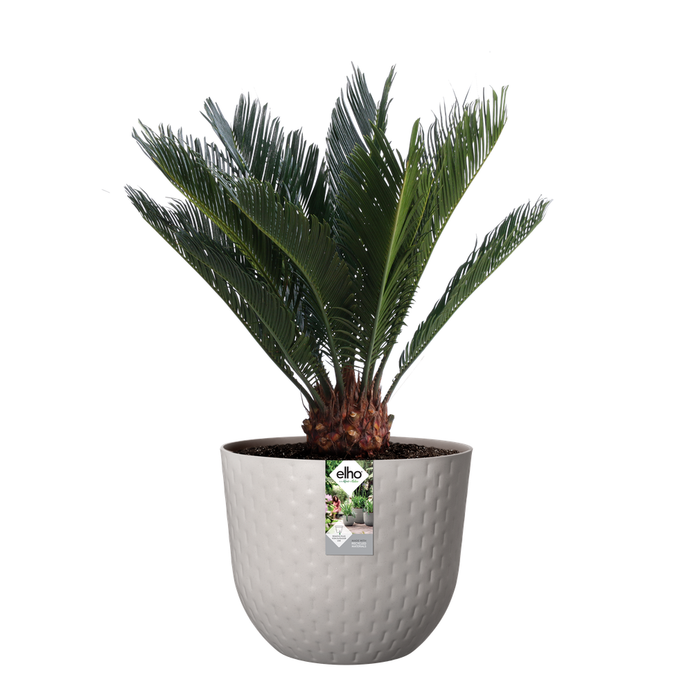 Fuente Grains Rond 38