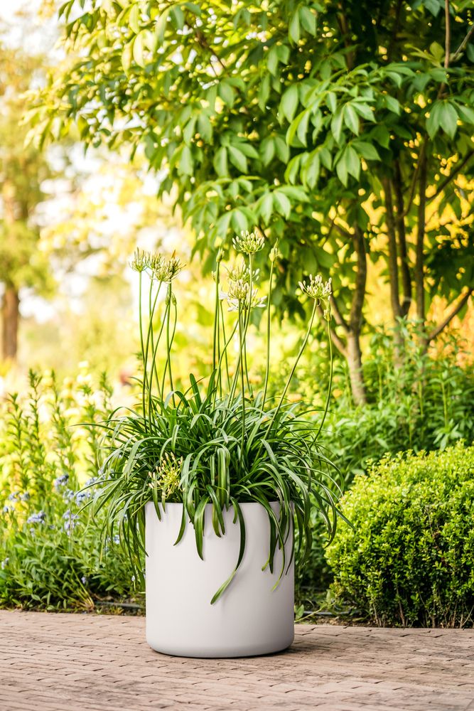 Pure Cilinder Wheels 50