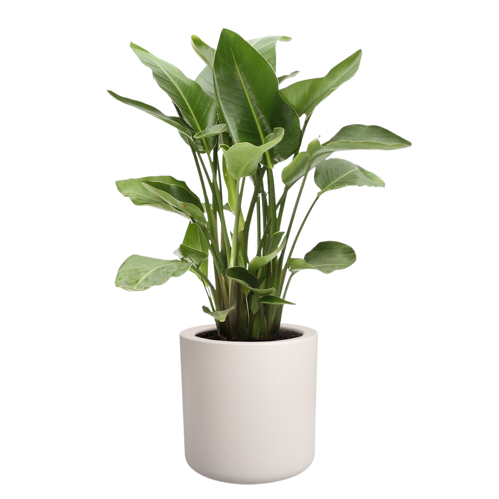 Pure Cilinder Wheels 40