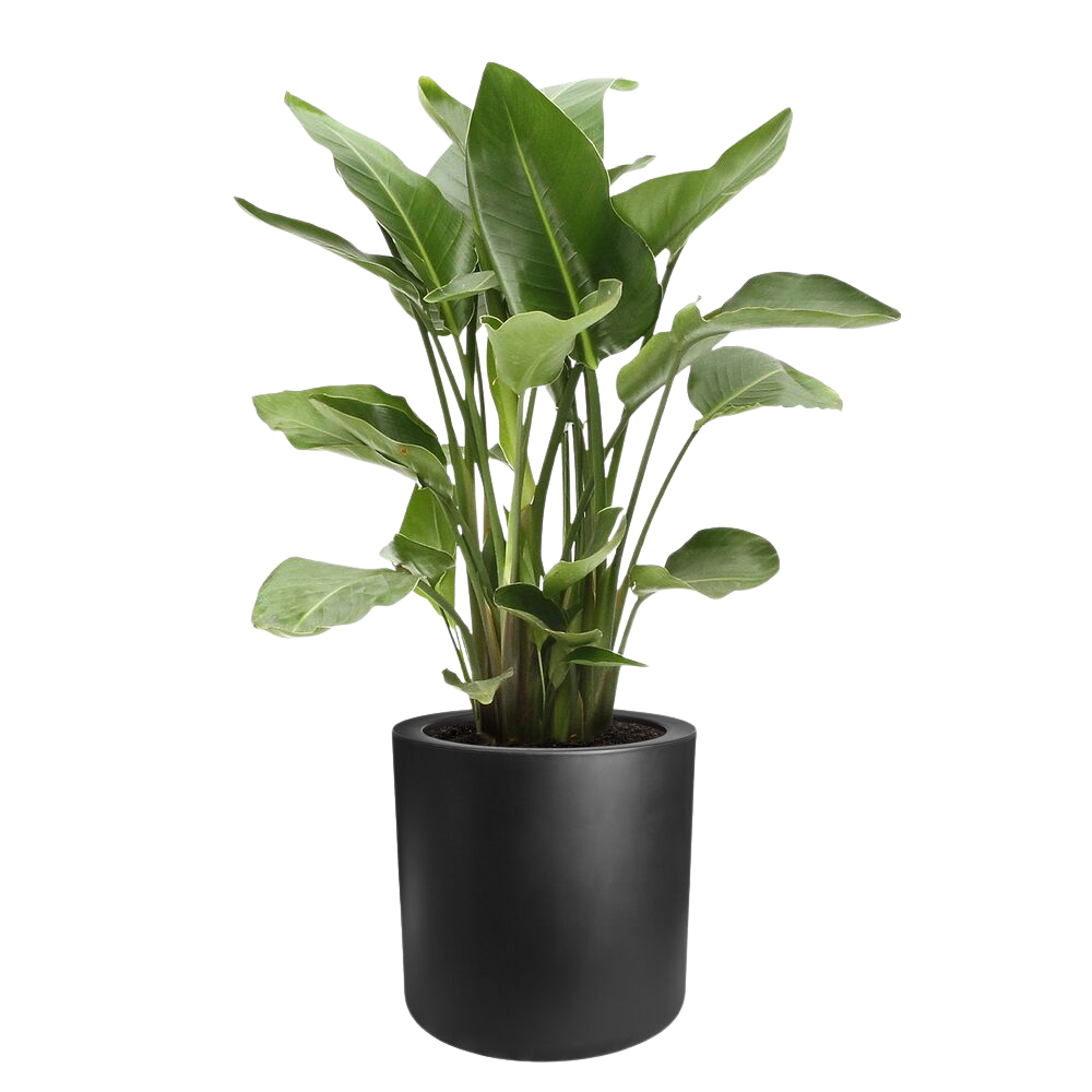 Pure Cilinder Wheels 40