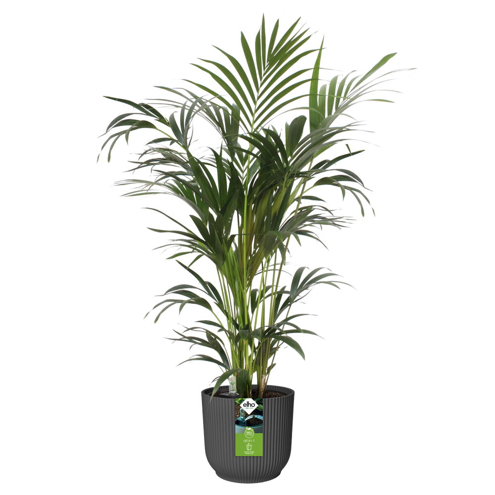 All-in-1 Brussel Rond 25 + Swi 24