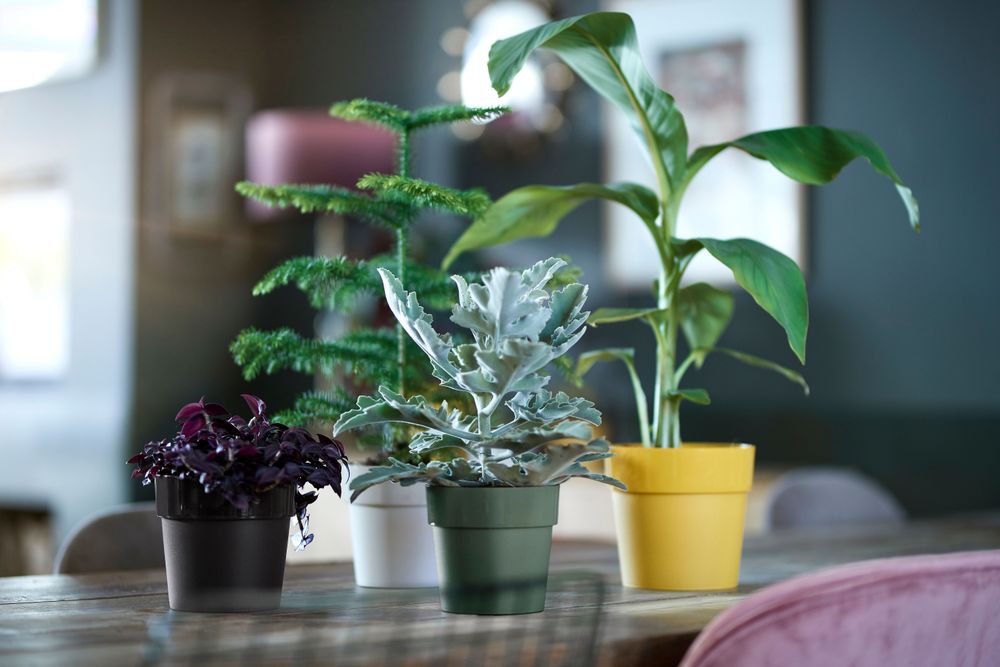 B.for Original Rond 16