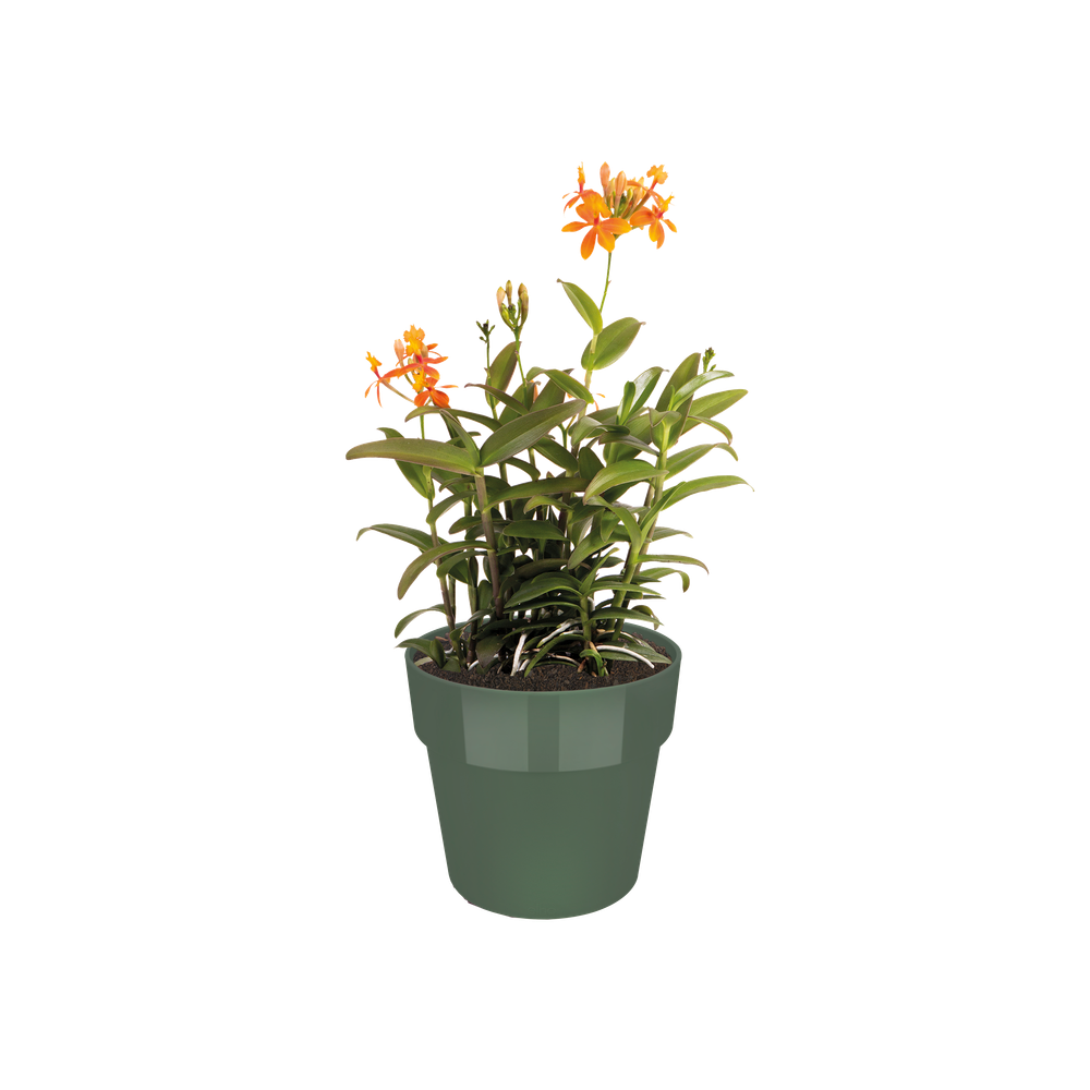 B.for Original Rond 30