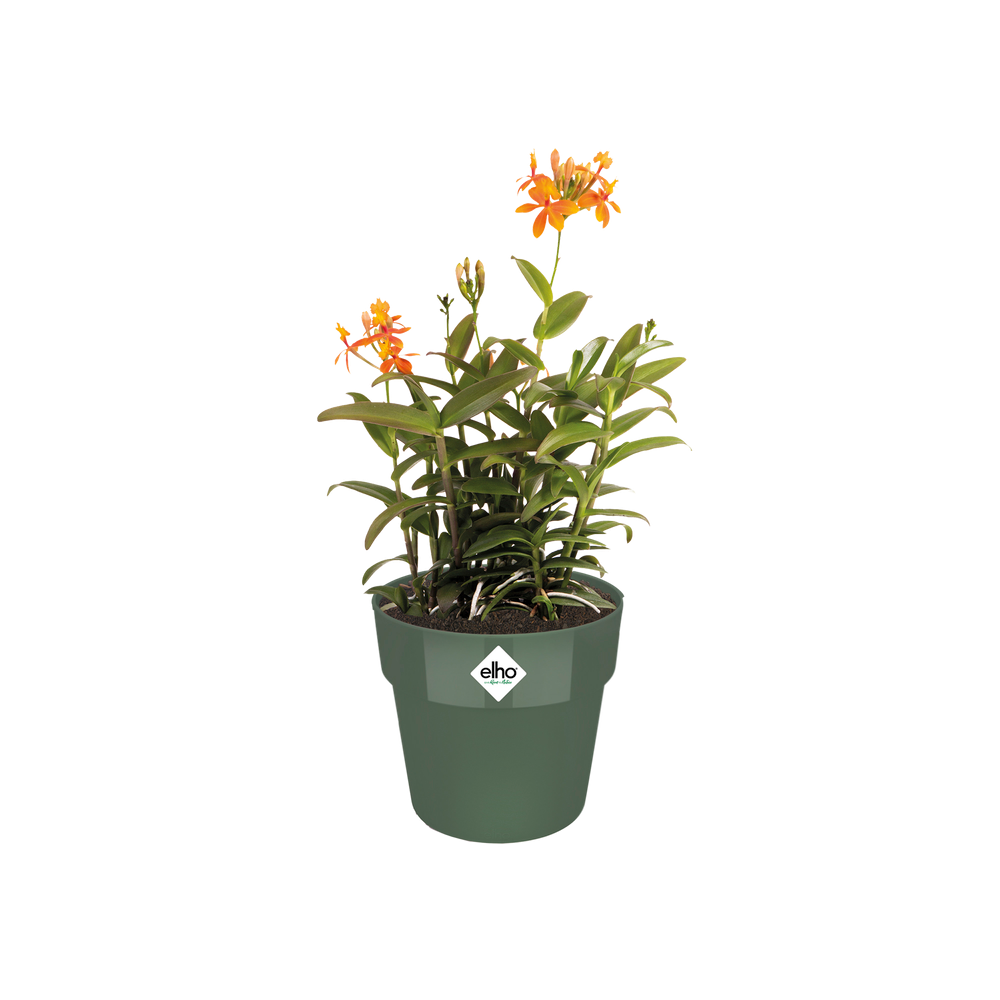 B.for Original Rond Wielen 35