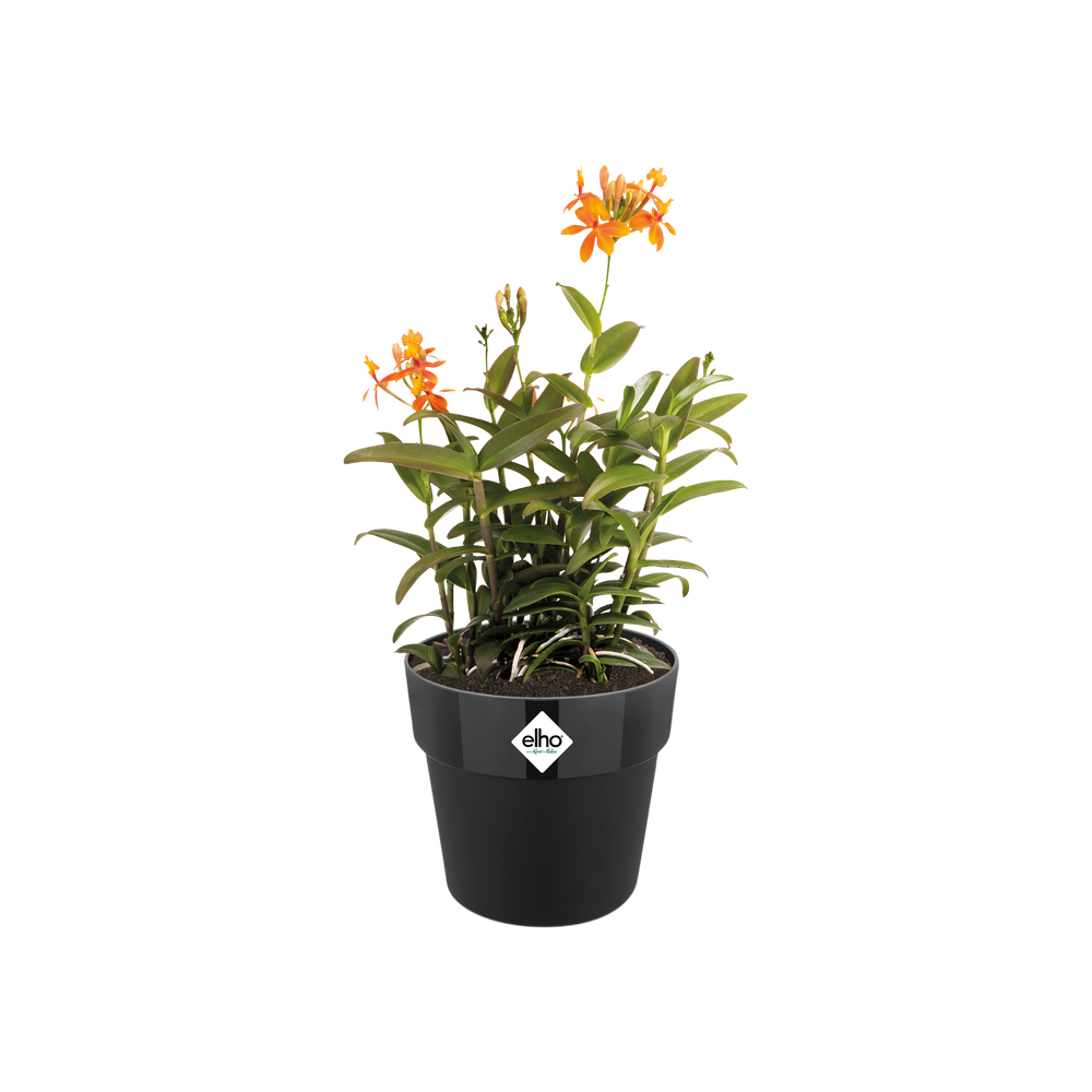 B.for Original Rond 18