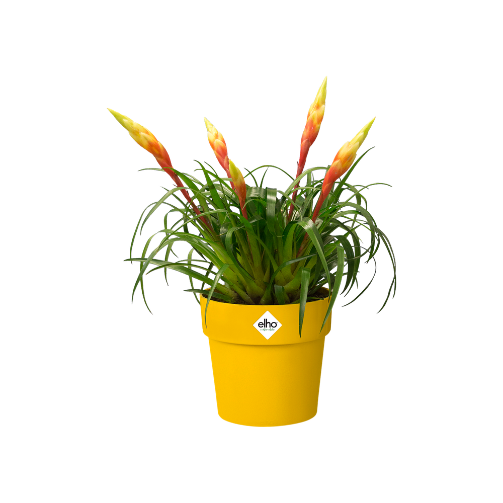 B.for Original Rond Mini 11