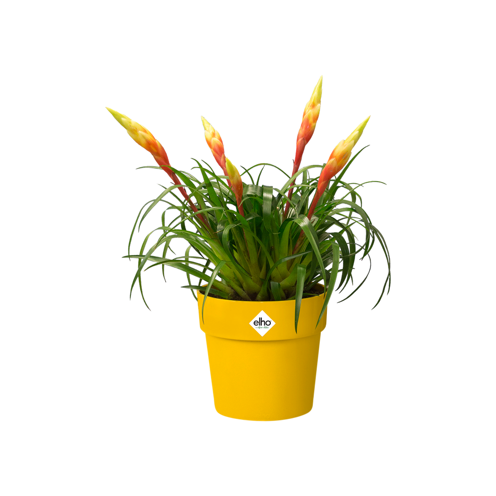 B.for Original Rond 14