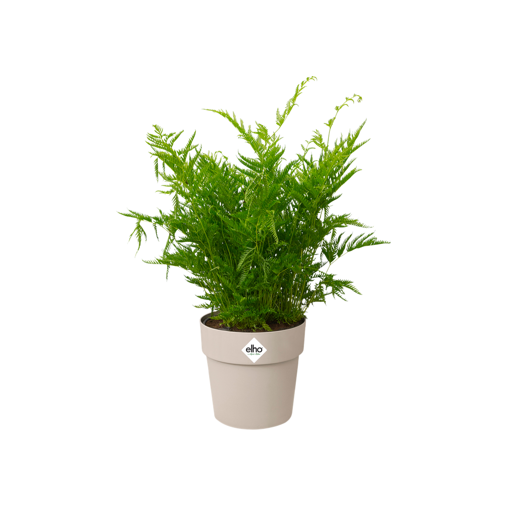 B.for Original Rond Mini 13