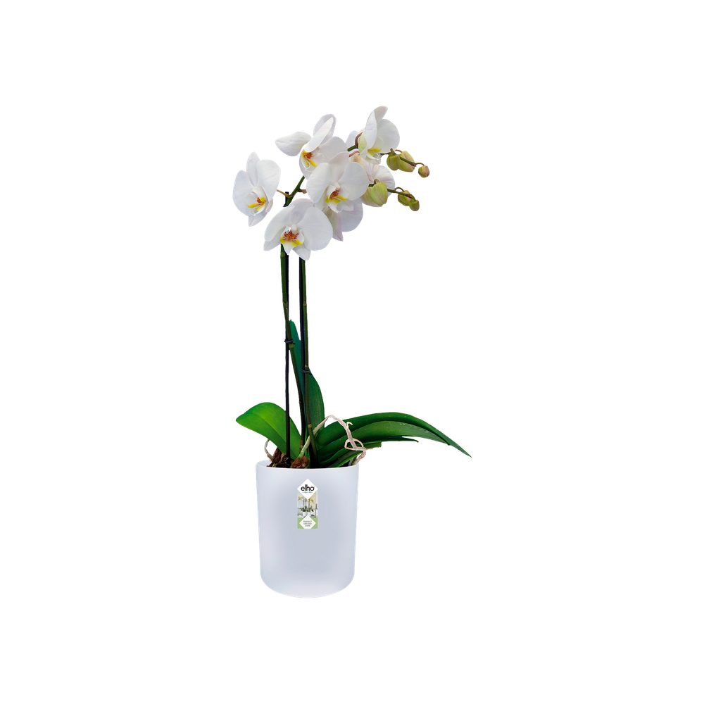 B.for Soft Orchidee Hoog 12,5