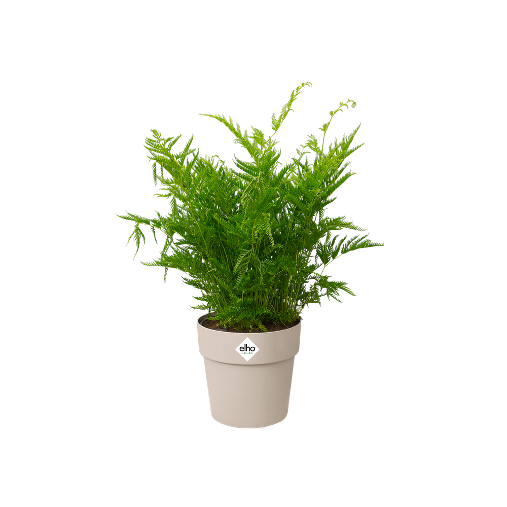 B.for Original Rond 14