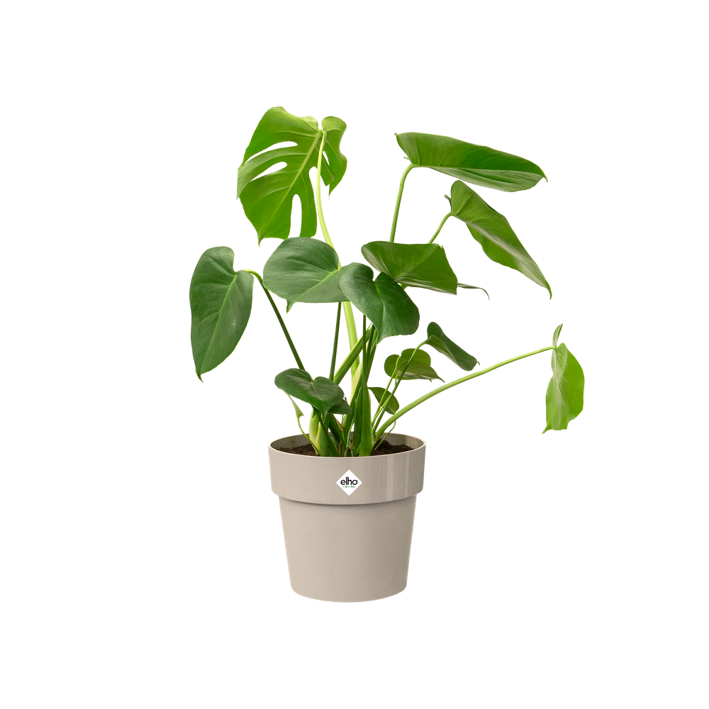 B.for Original Rond Wielen 35