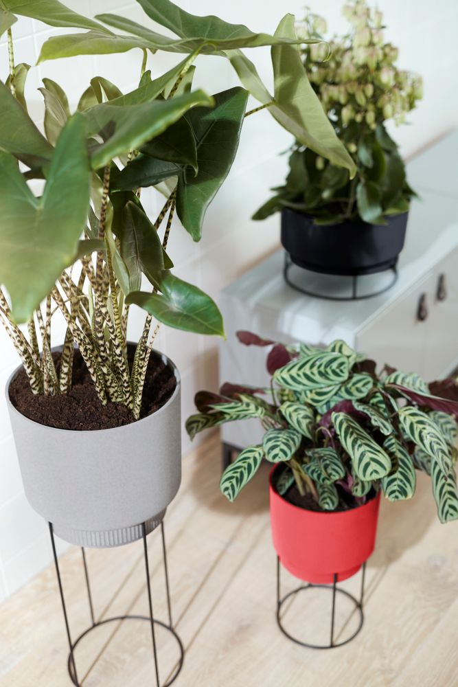 B.for Studio Schaal 30