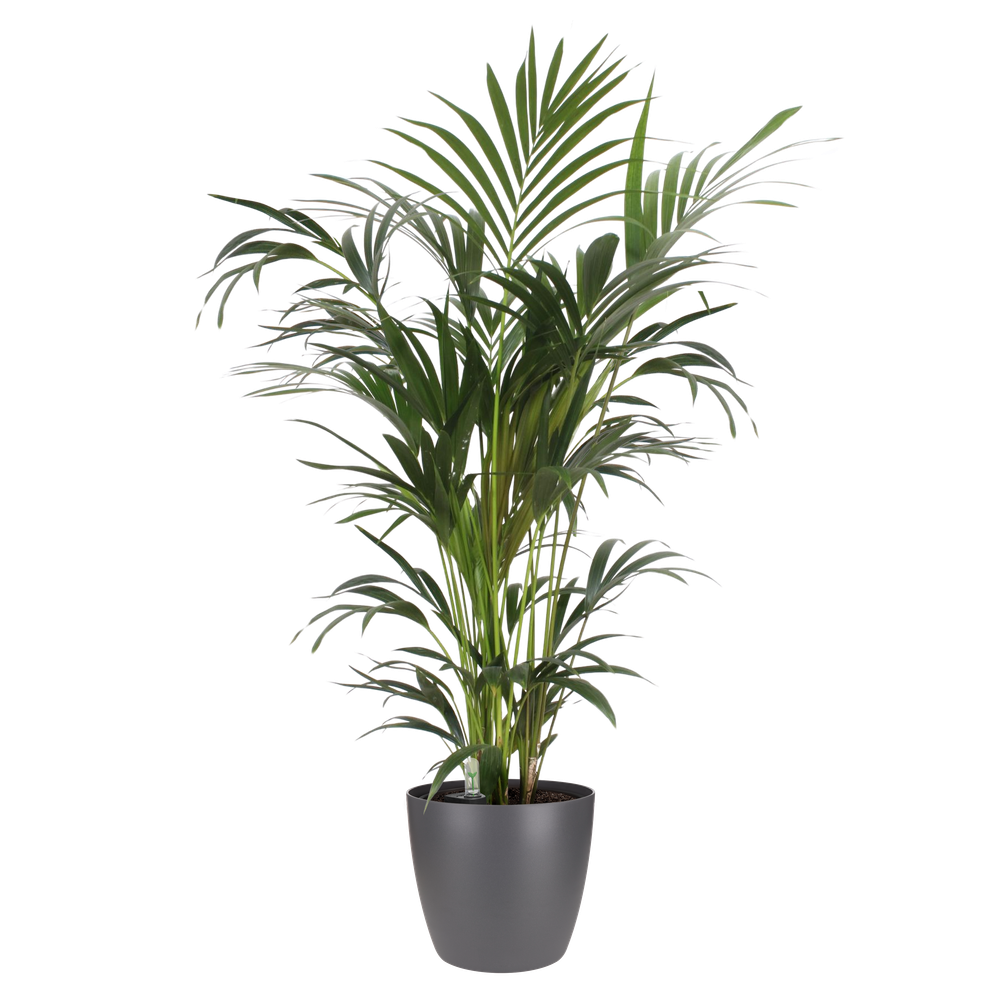 All-in-1 Brussel Rond 18 + Swi 17