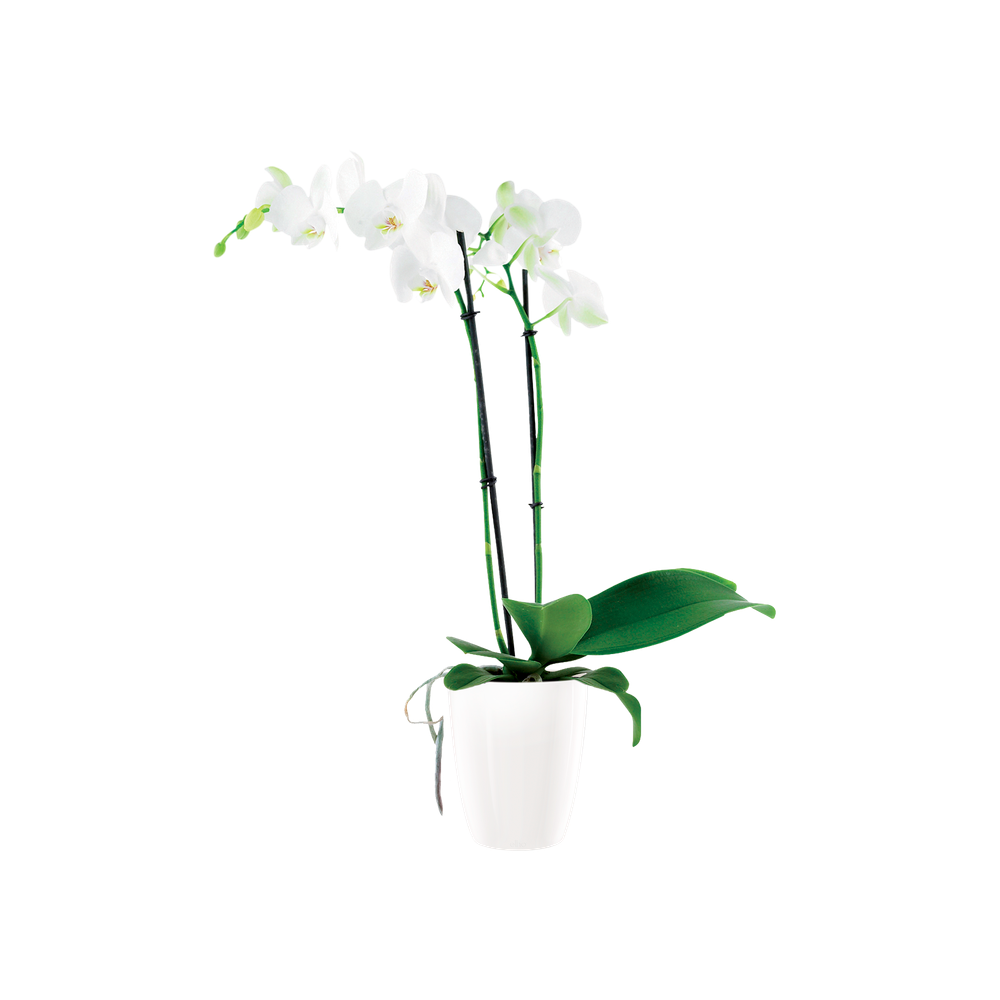 Brussels Diamond Orchidee Hoog 12,5