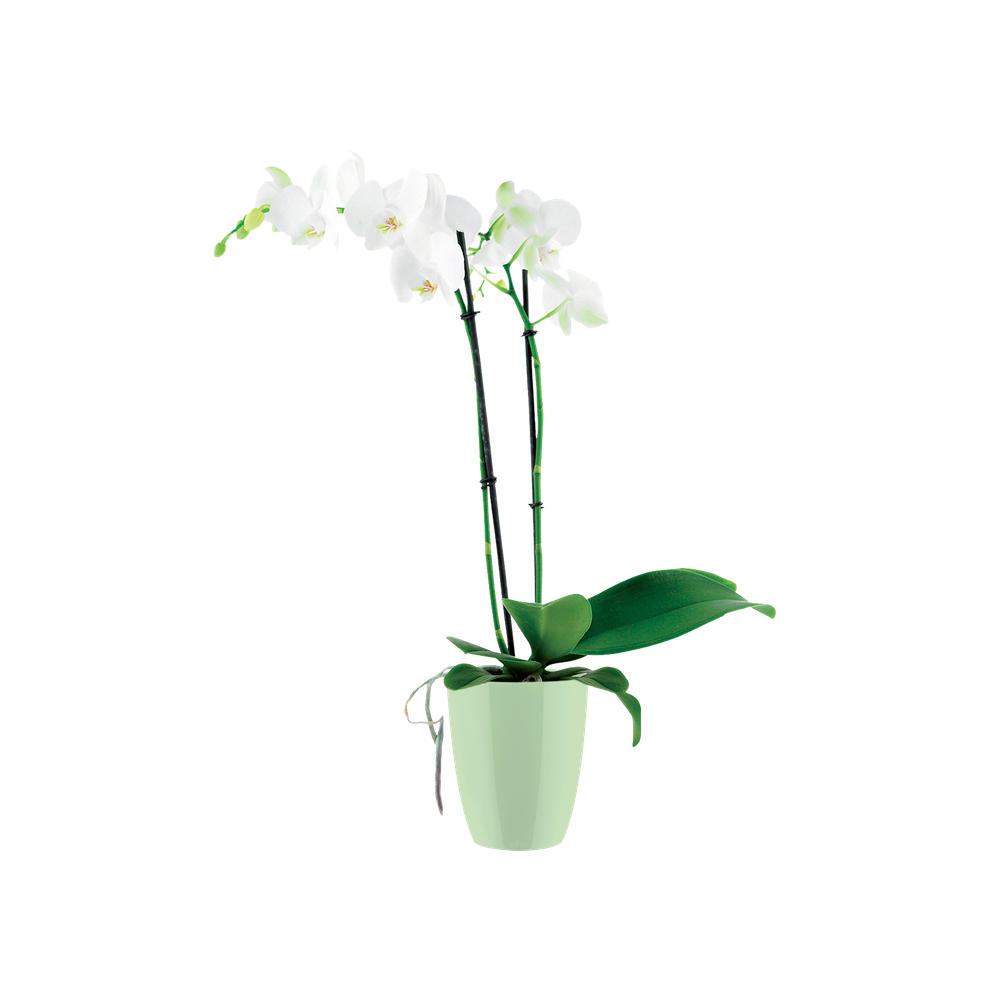 Brussels Diamond Orchidee Hoog 12,5