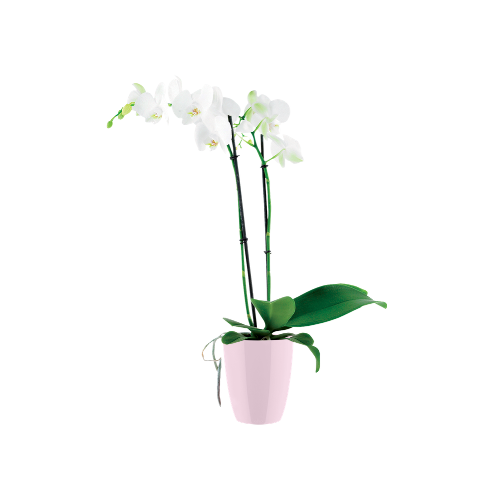 Brussels Diamond Orchidee Hoog 12,5
