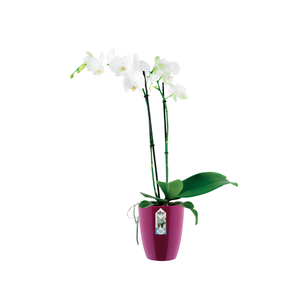 Brussels Diamond Orchidee Hoog 10,5
