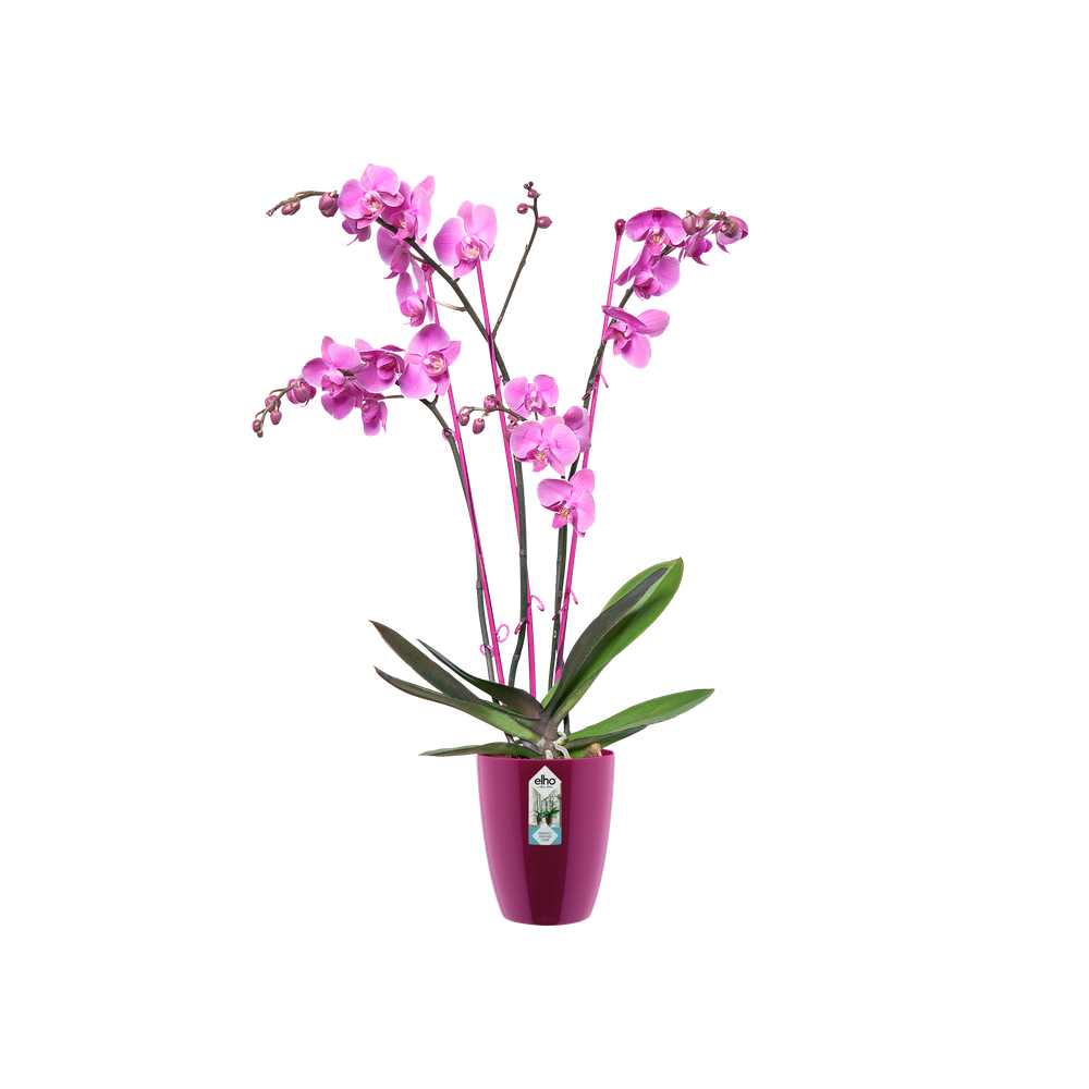 Brussels Diamond Orchidee Hoog 10,5